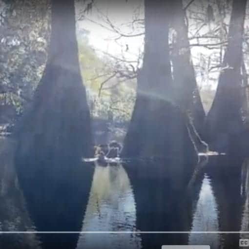 Screenshot 2024 11 17 at 6.20.59 PM In: Primal Landscapes | Our Santa Fe River, Inc. (OSFR) | Protecting the Santa Fe River